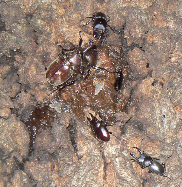 団地前のクヌギ_正面ｰ洞の50cm上 カブトムシのペア、コクワガタ2♂、ノコギリクワガタ1♂ 2021年7月15日 20時頃 気温28度